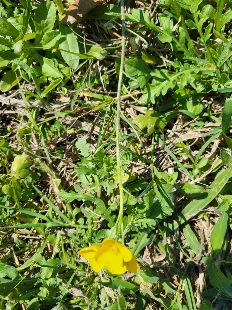 Bigflower Bladderpod