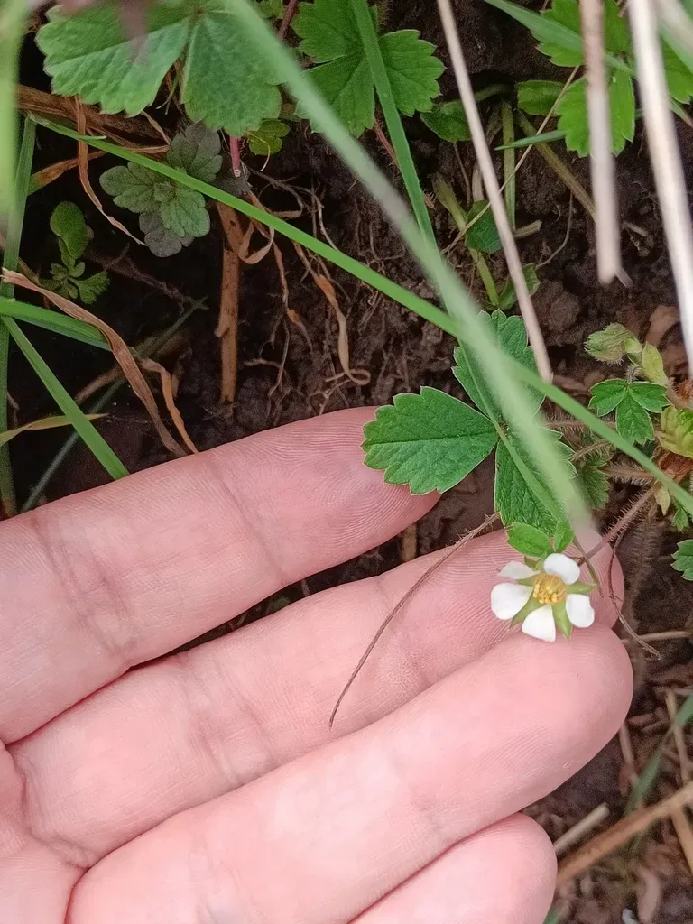Barren Strawberry