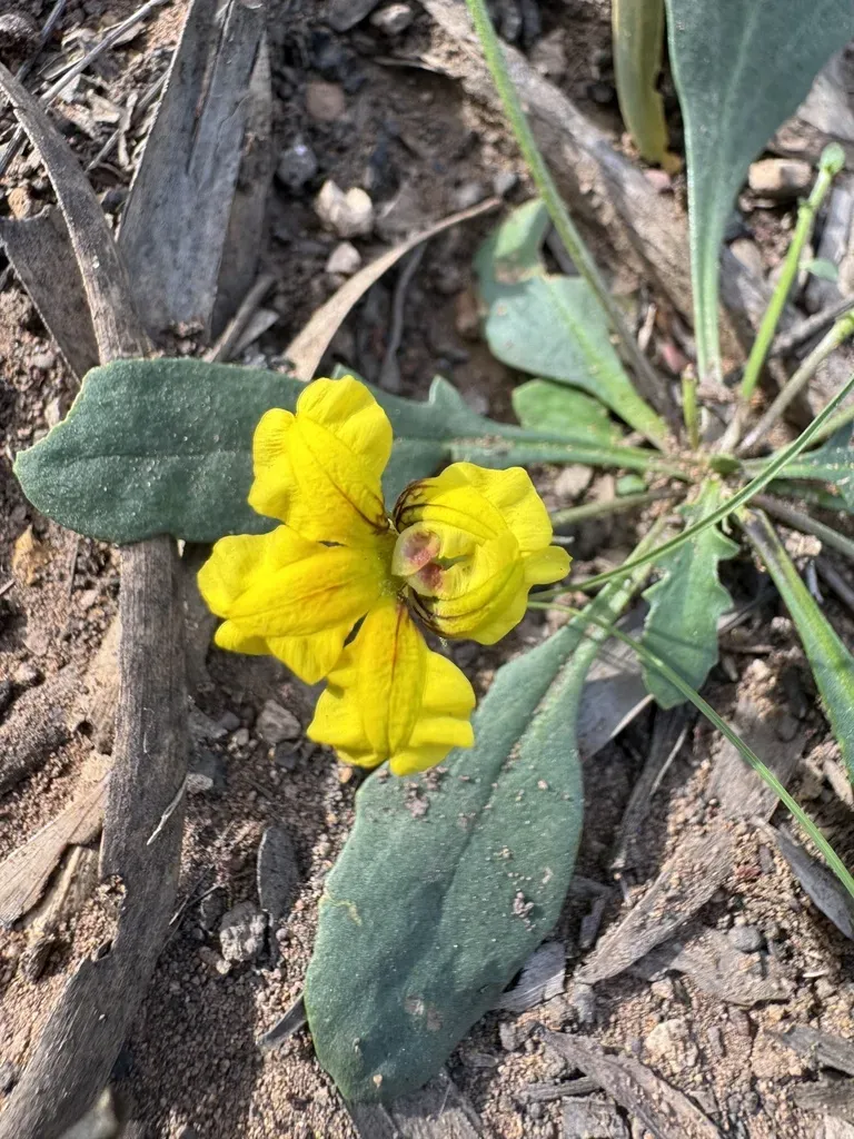 Goodenia Glabra