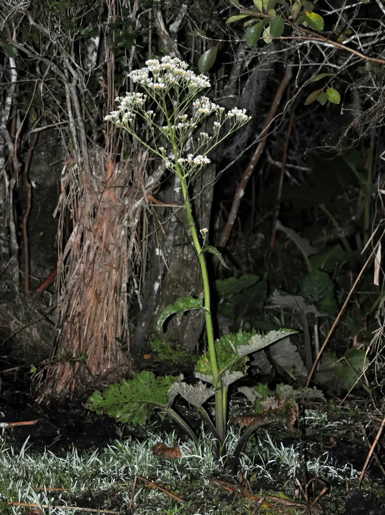 Senecio Mattfeldianus
