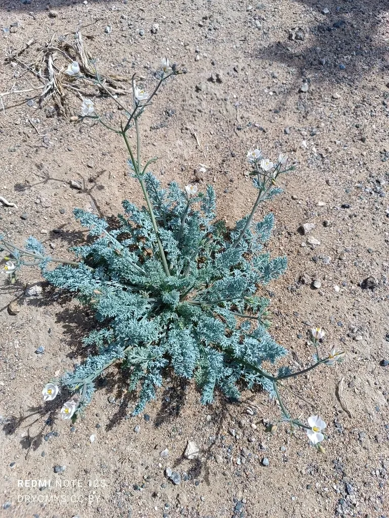 Hypecoum Lactiflorum