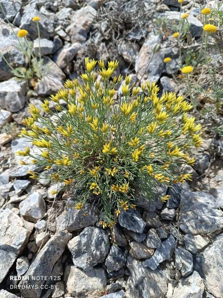 Limonium Chrysocomum