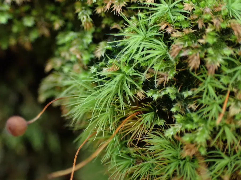 Bartramia Nothostricta