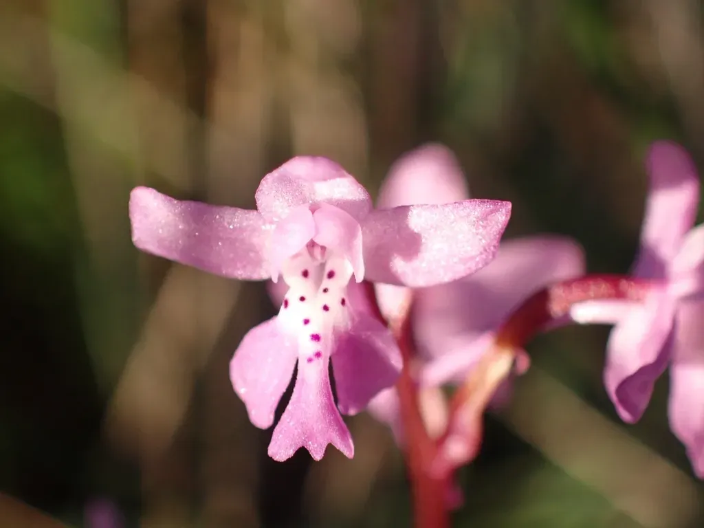 Anatolian Orchid