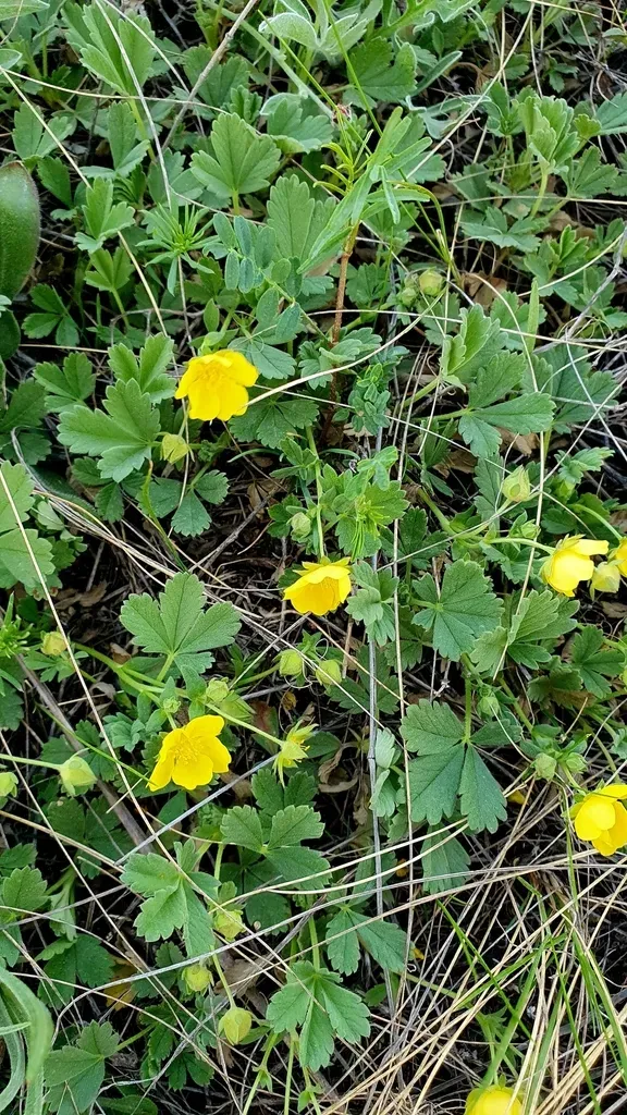 Potentilla Glaucescens