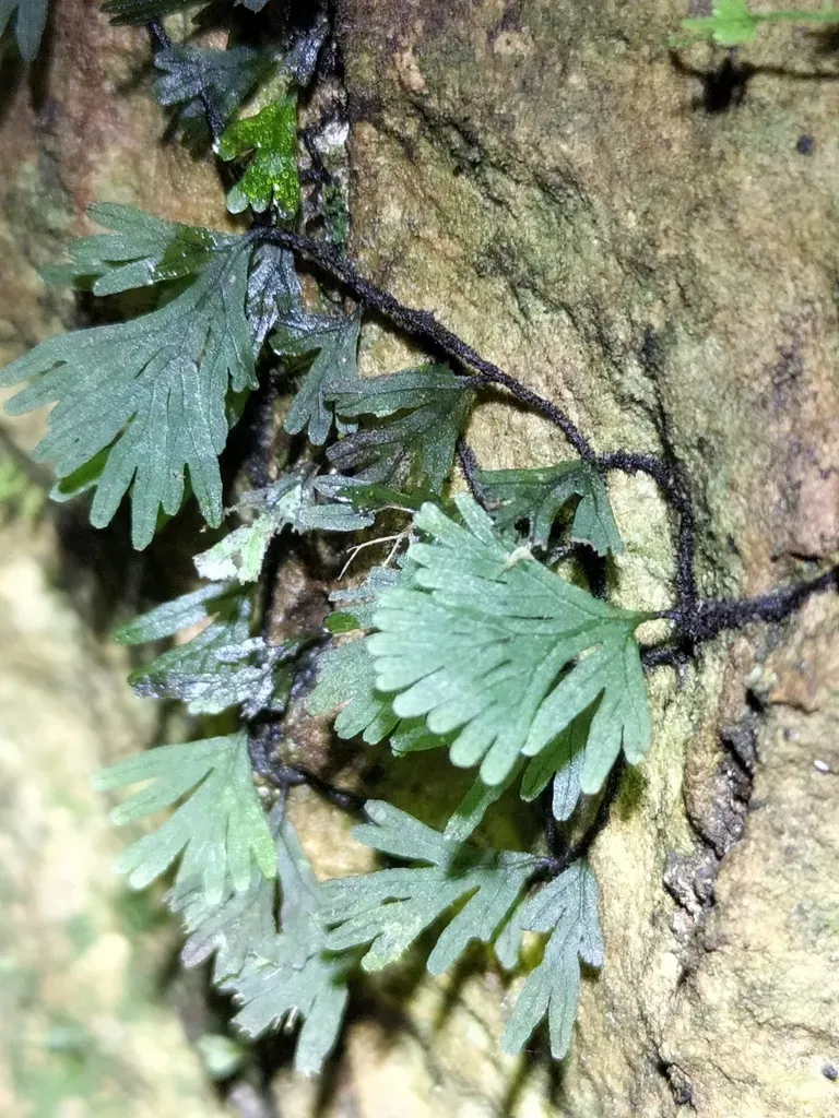 Hymenophyllum Digitatum