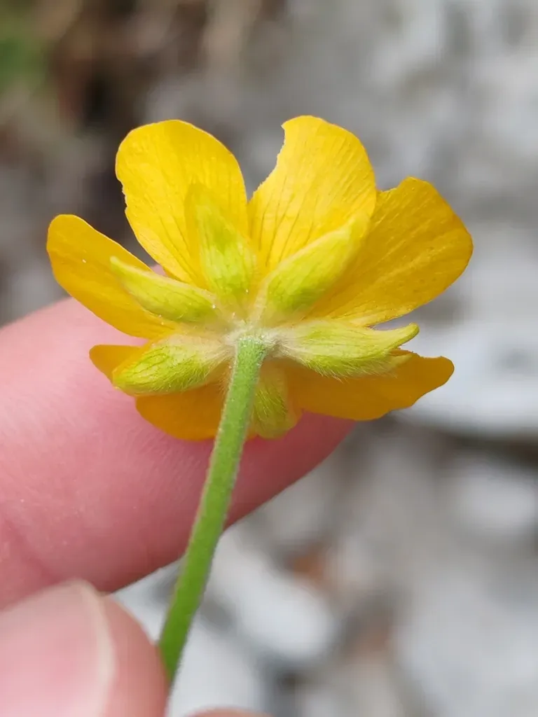 Carinthian Buttercup