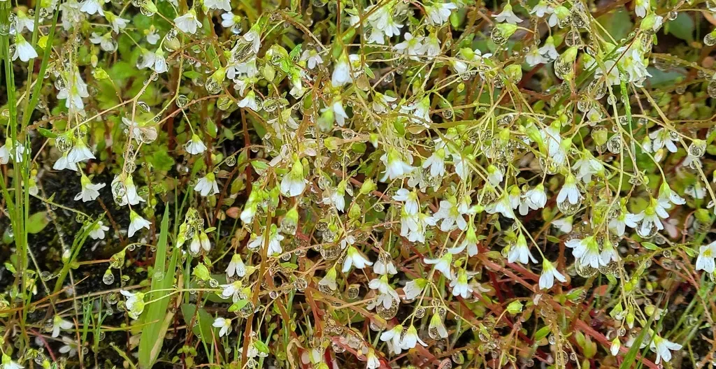 Nuttall's Saxifrage