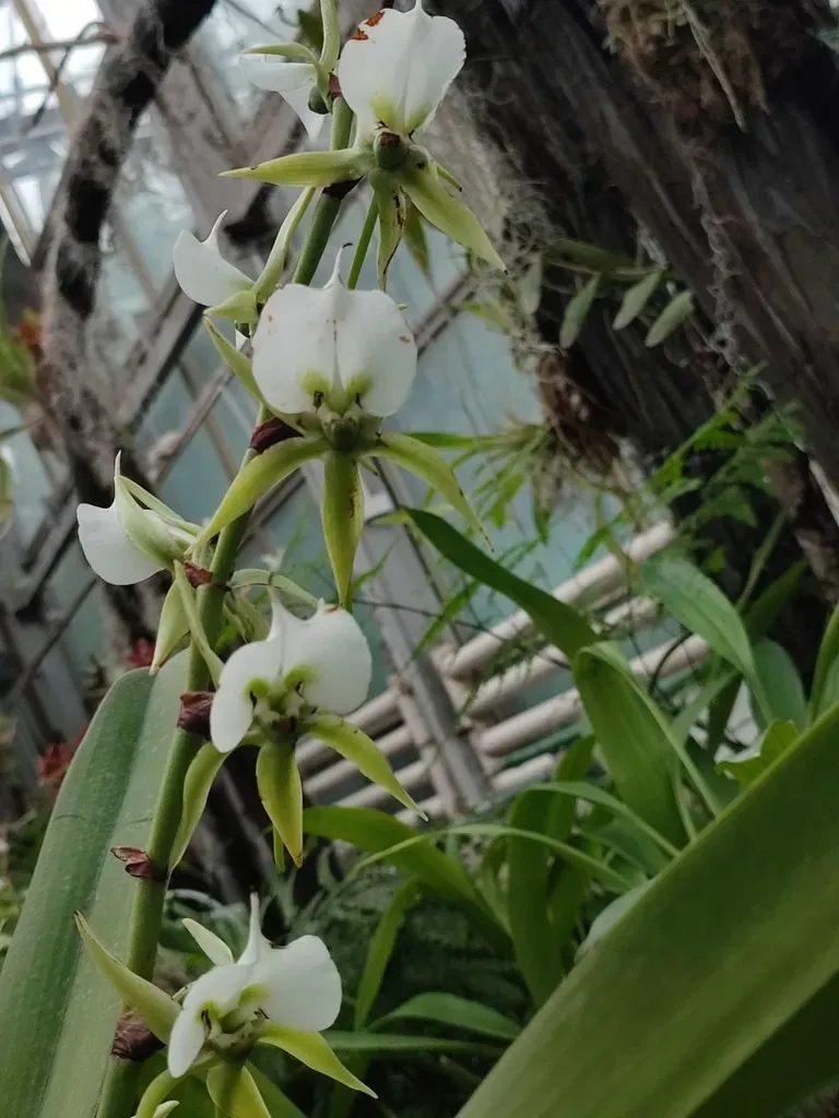 Ivory-colored Angraecum