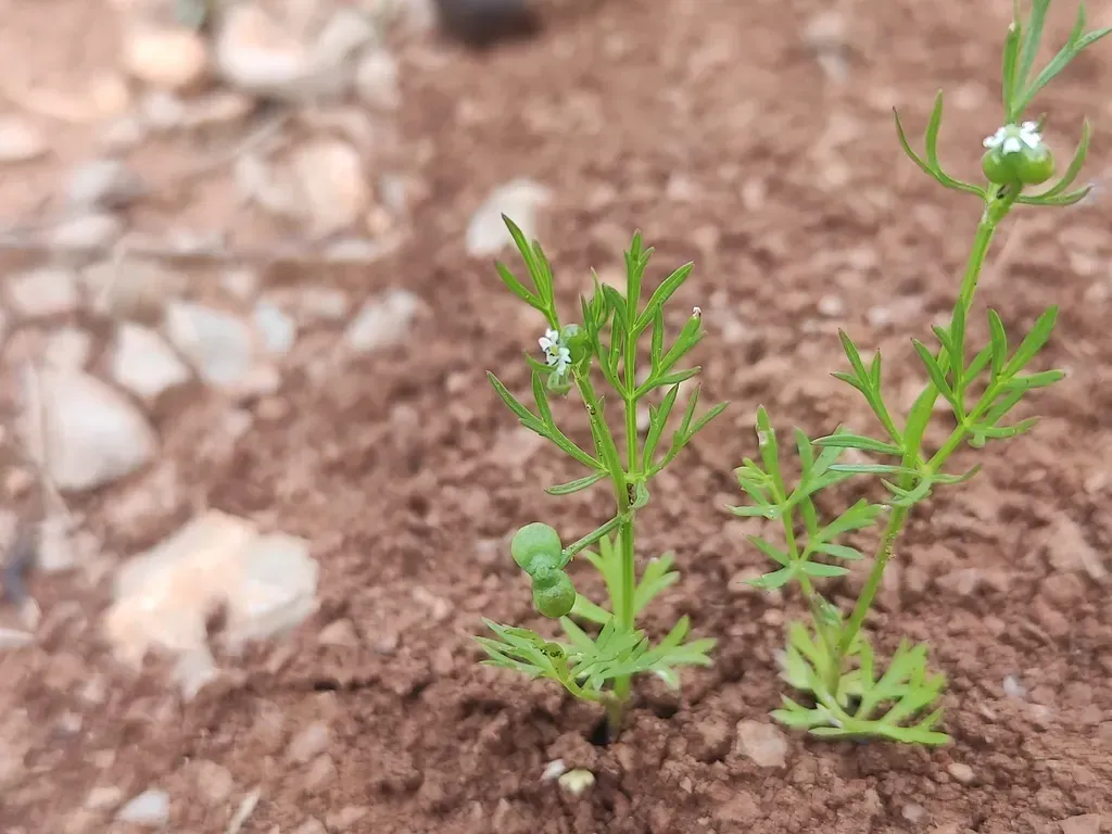 Small Coriander