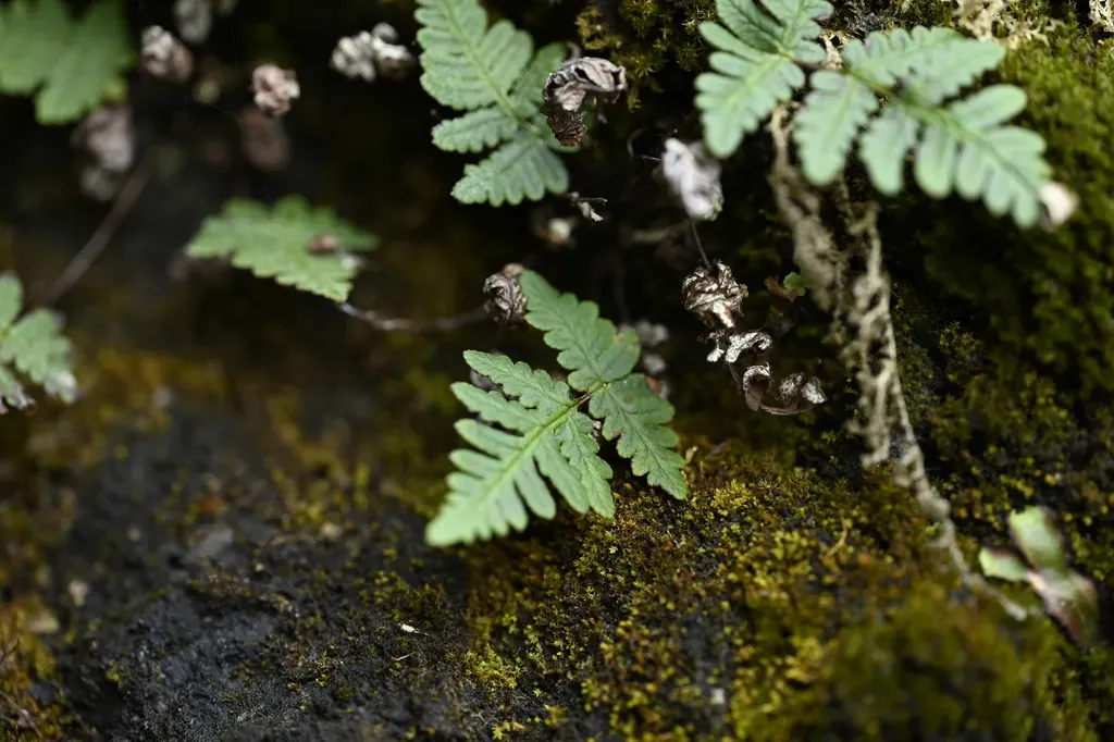 Aleuritopteris Formosana