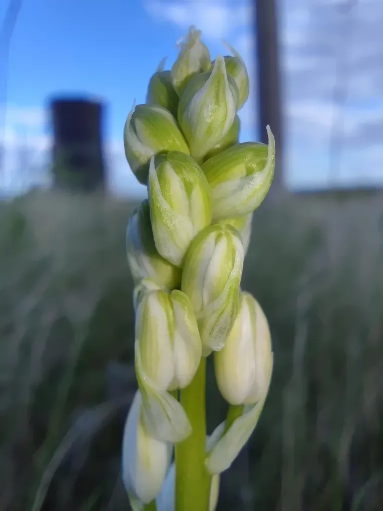 Ornithogalum Fischerianum