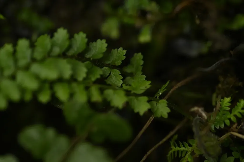 Polystichum Thomsonii