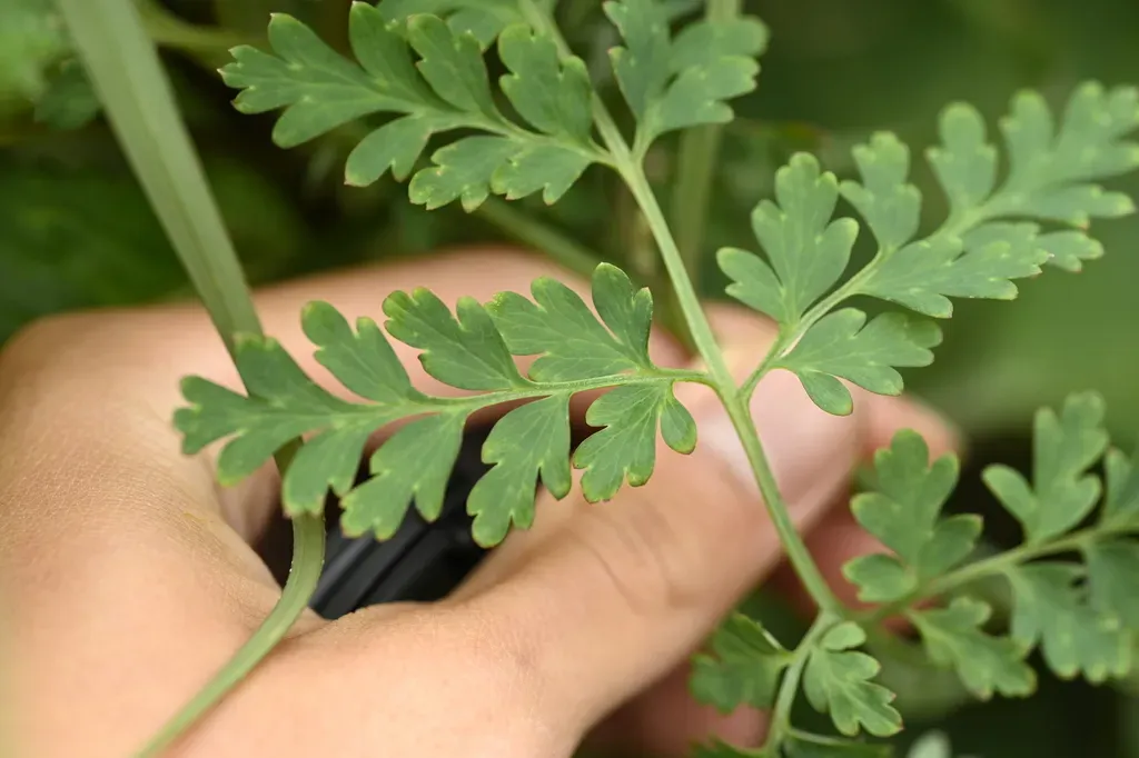 Corydalis Ophiocarpa