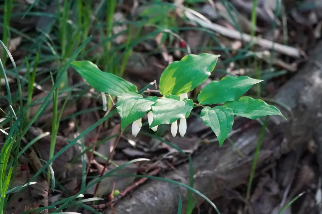 Polygonatum Lasianthum