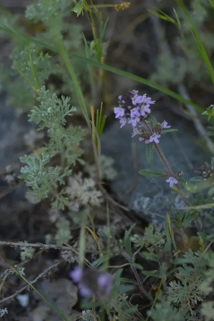 Thymus × Tschernjaievii
