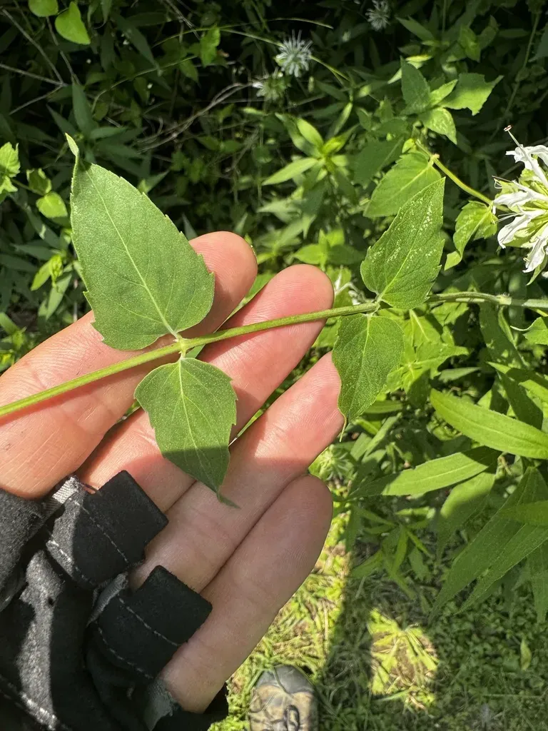 Lindheimer's Beebalm