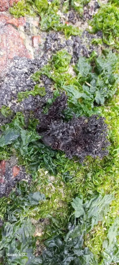 Turf Jellyweed