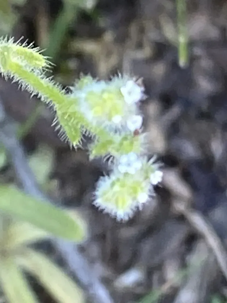 Pygmyflower Cryptantha