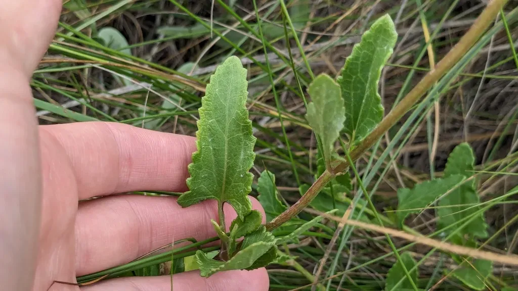 Betonyleaf Mistflower
