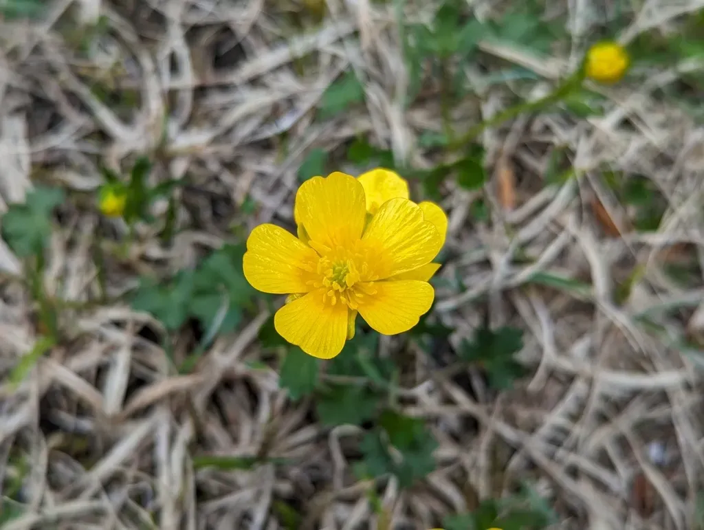 Mountain Buttercup