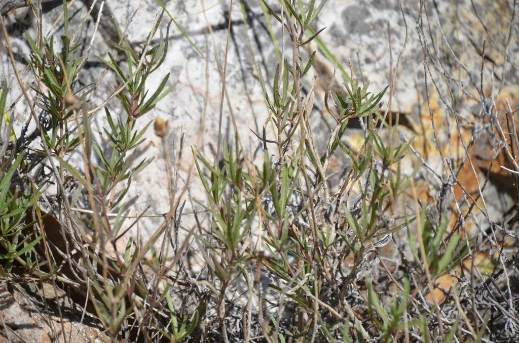 Zexmenia Buphtalmiflora