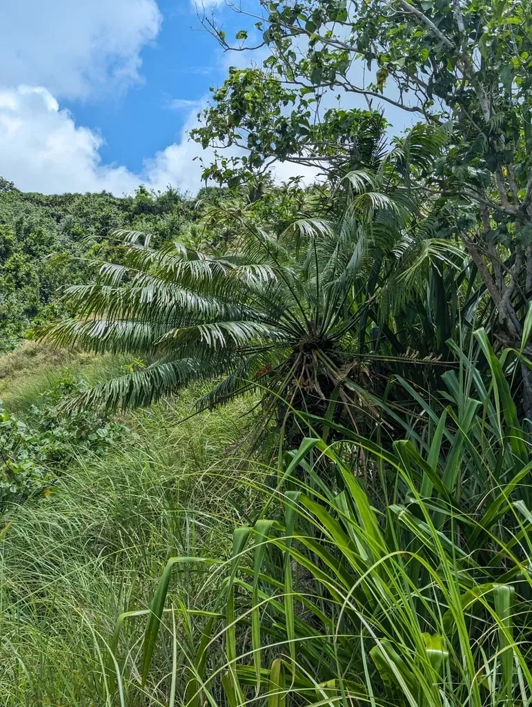 Micronesian Cycad
