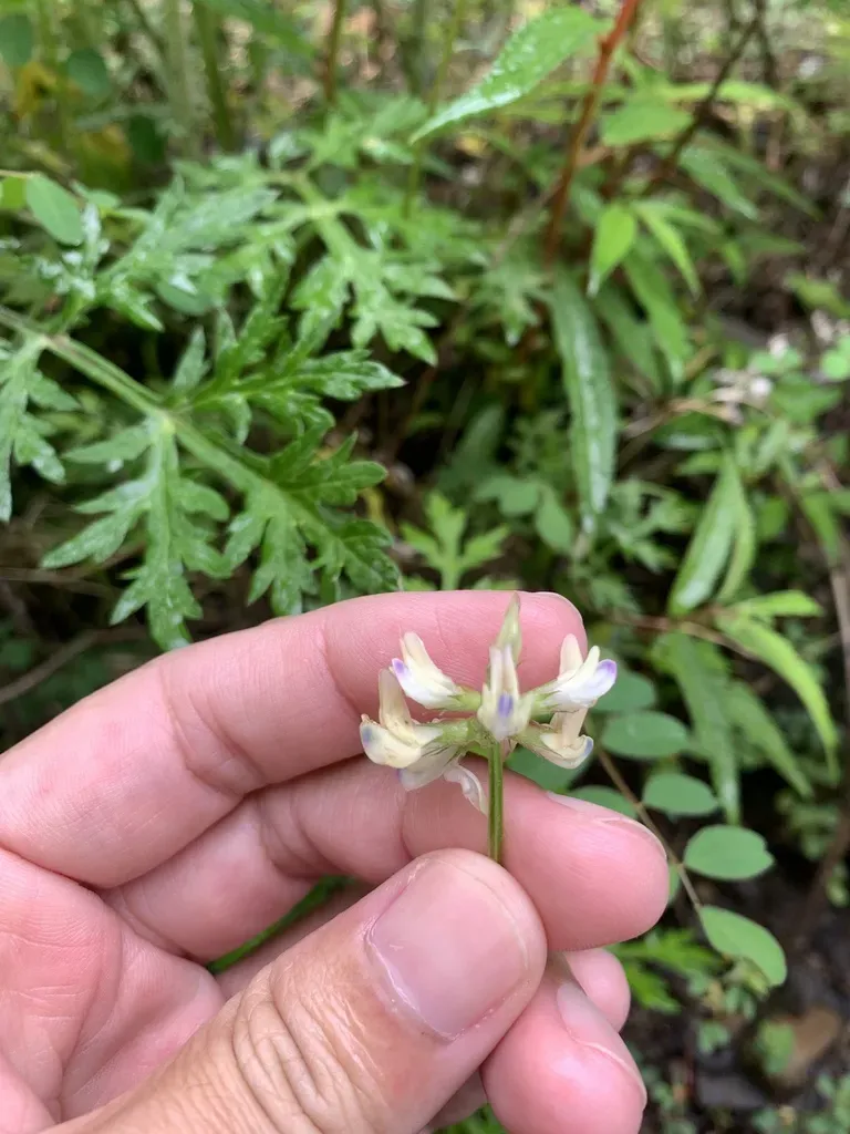 Astragalus Nokoensis