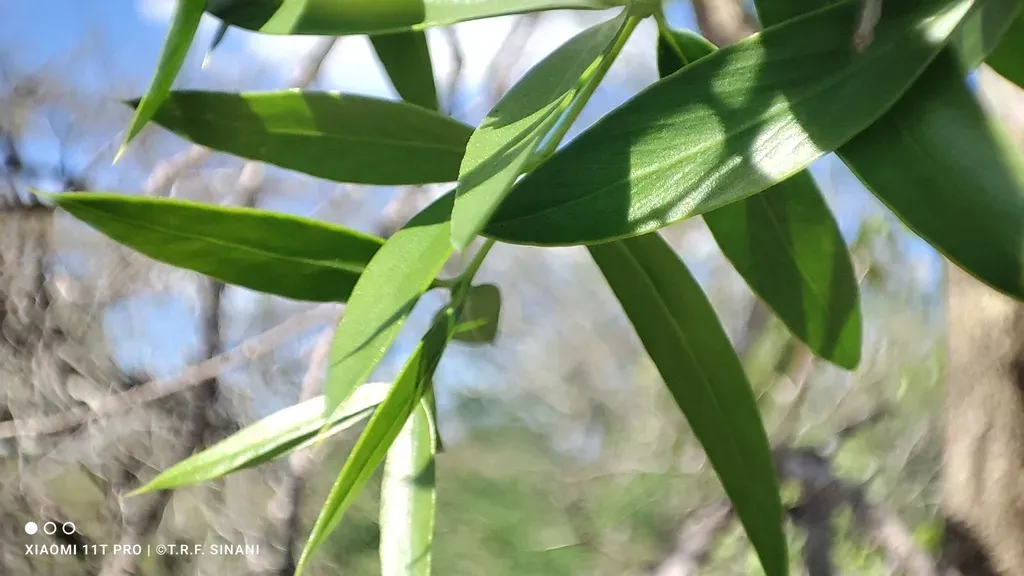Aspidosperma Triternatum