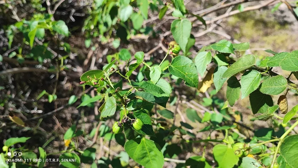 Jatropha Ribifolia
