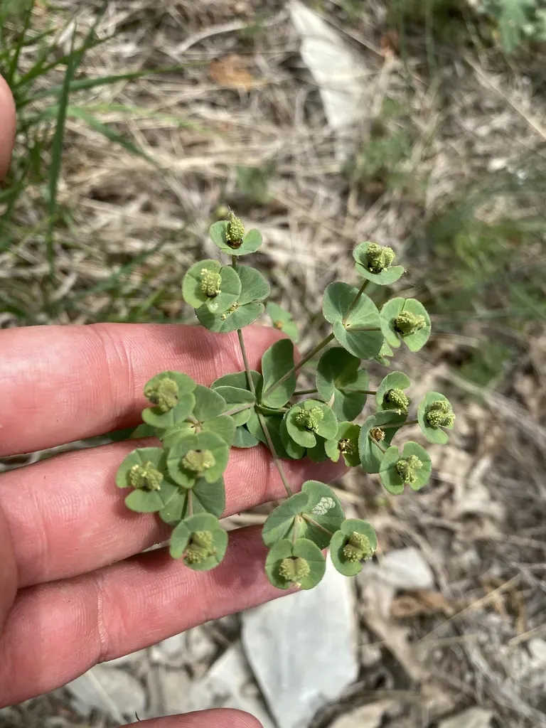 Euphorbia Condylocarpa