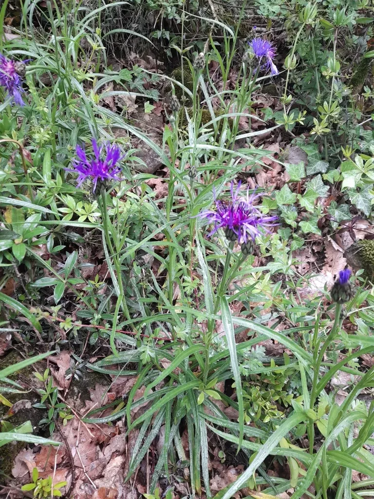 Centaurea Lugdunensis