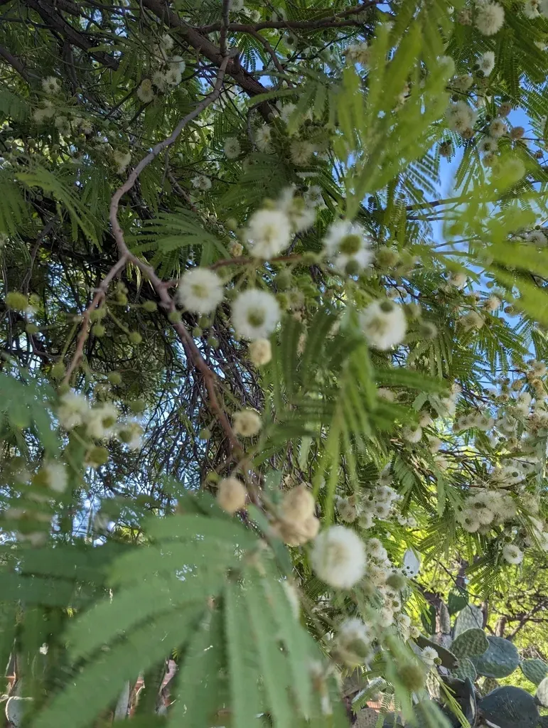 Littleleaf False Tamarind