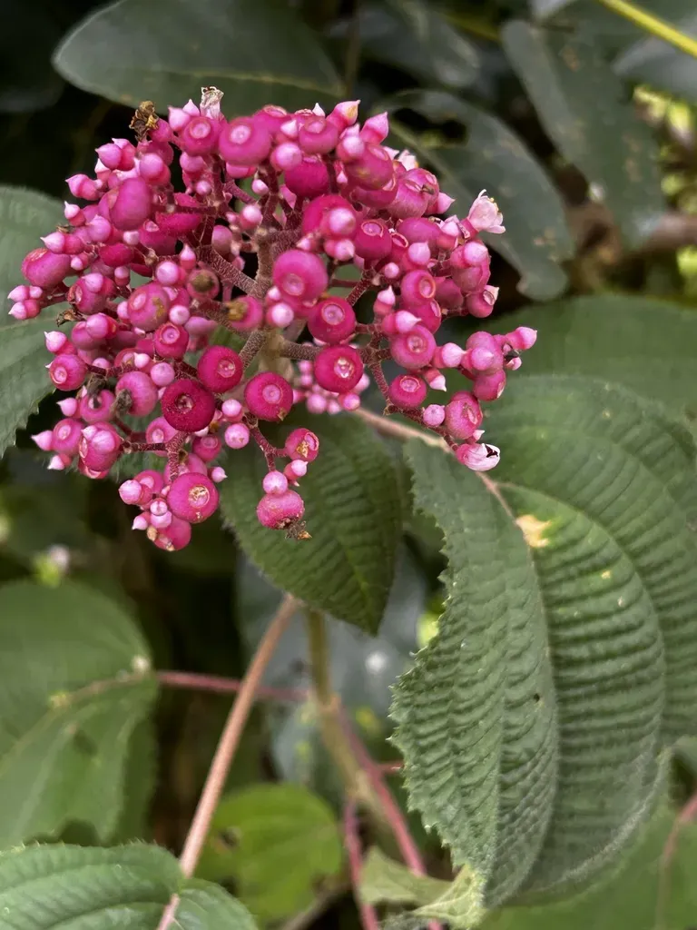 Miconia Subcrustulata