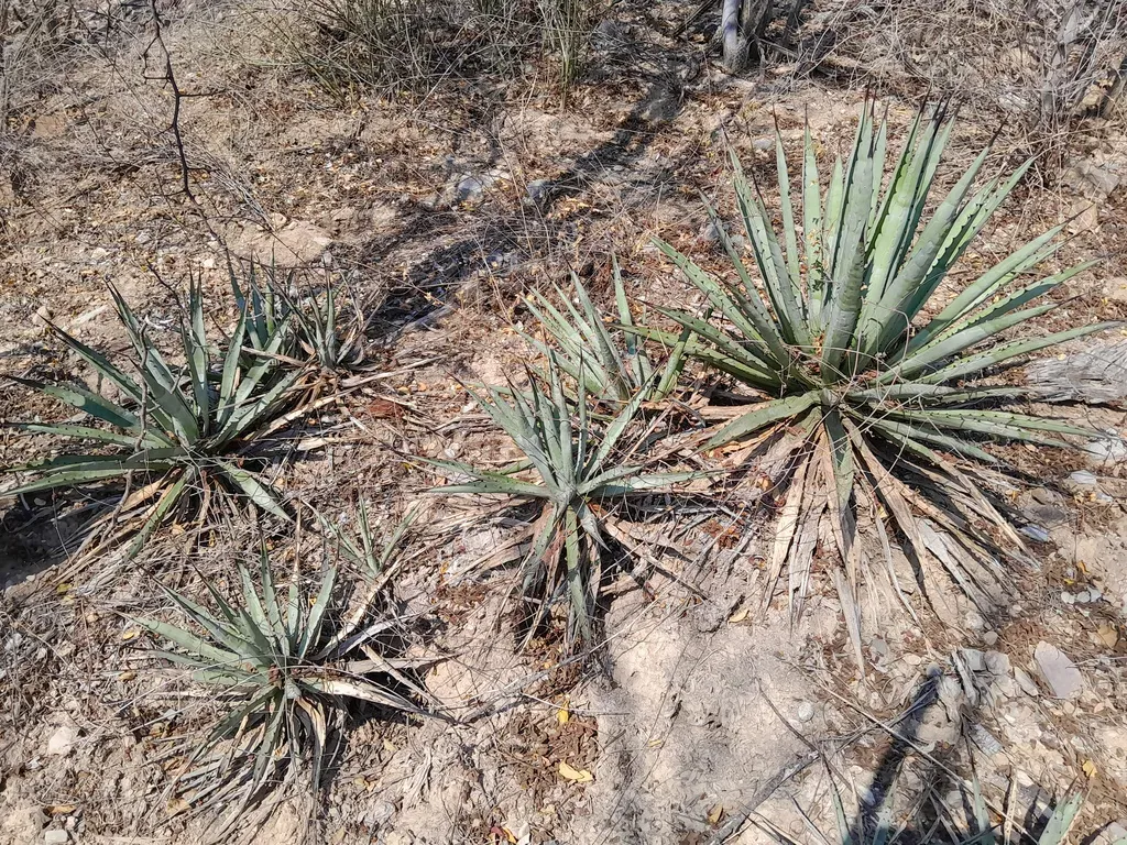 Black-spined Agave