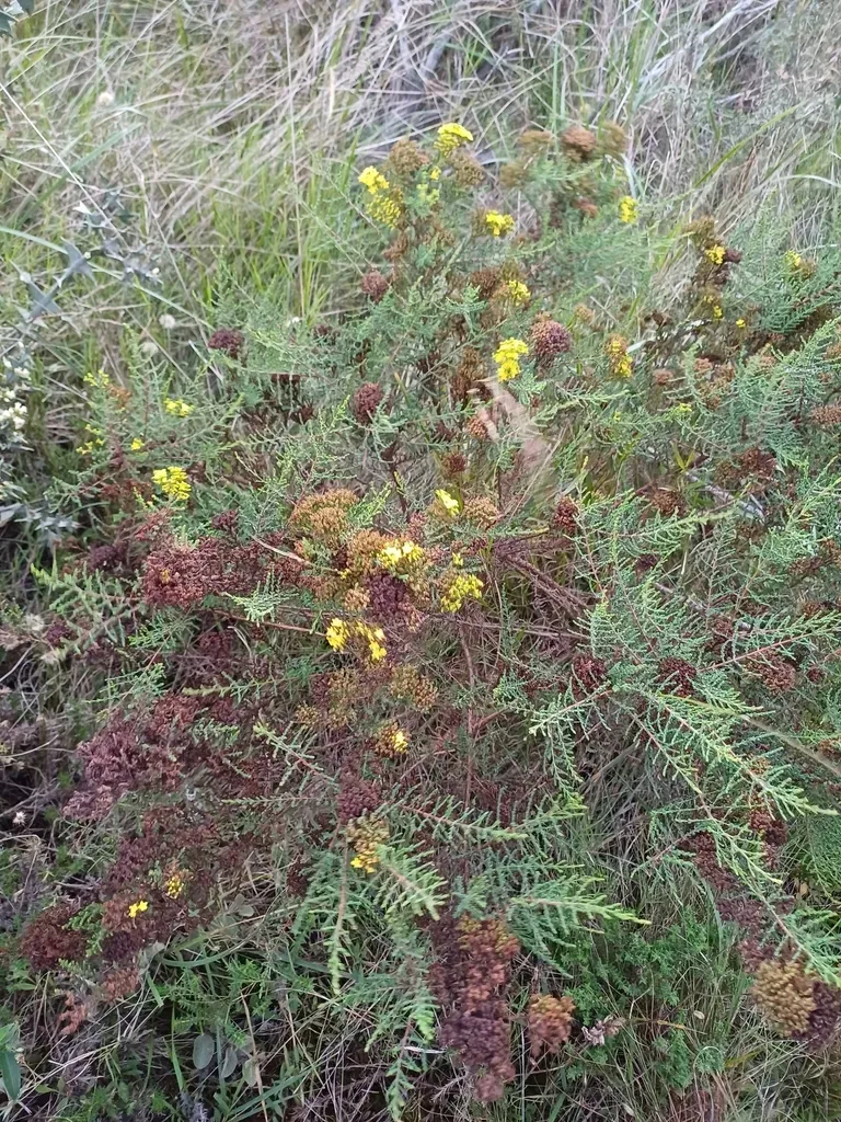 Hypericum Myrianthum