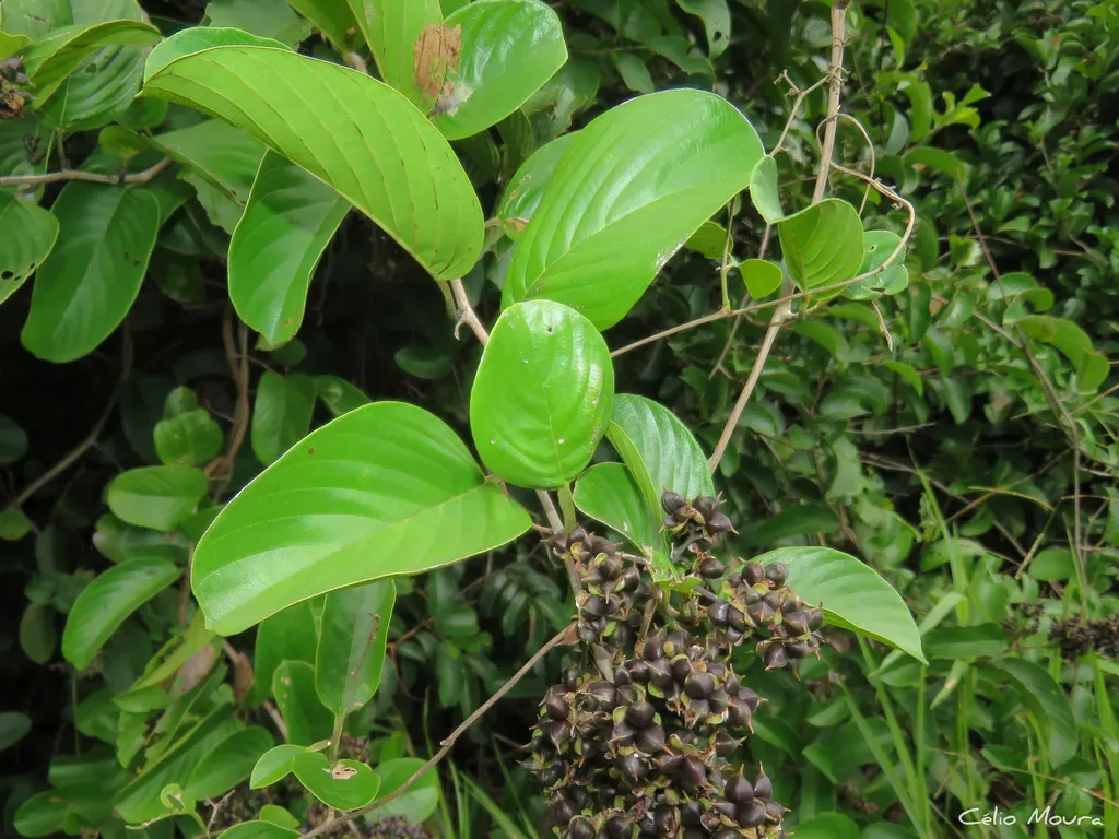 Tetracera Willdenowiana