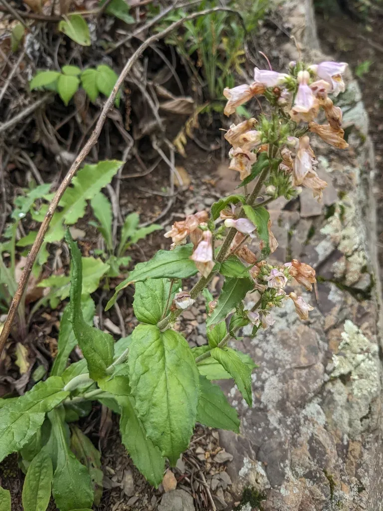 Short-sepaled Beardtongue