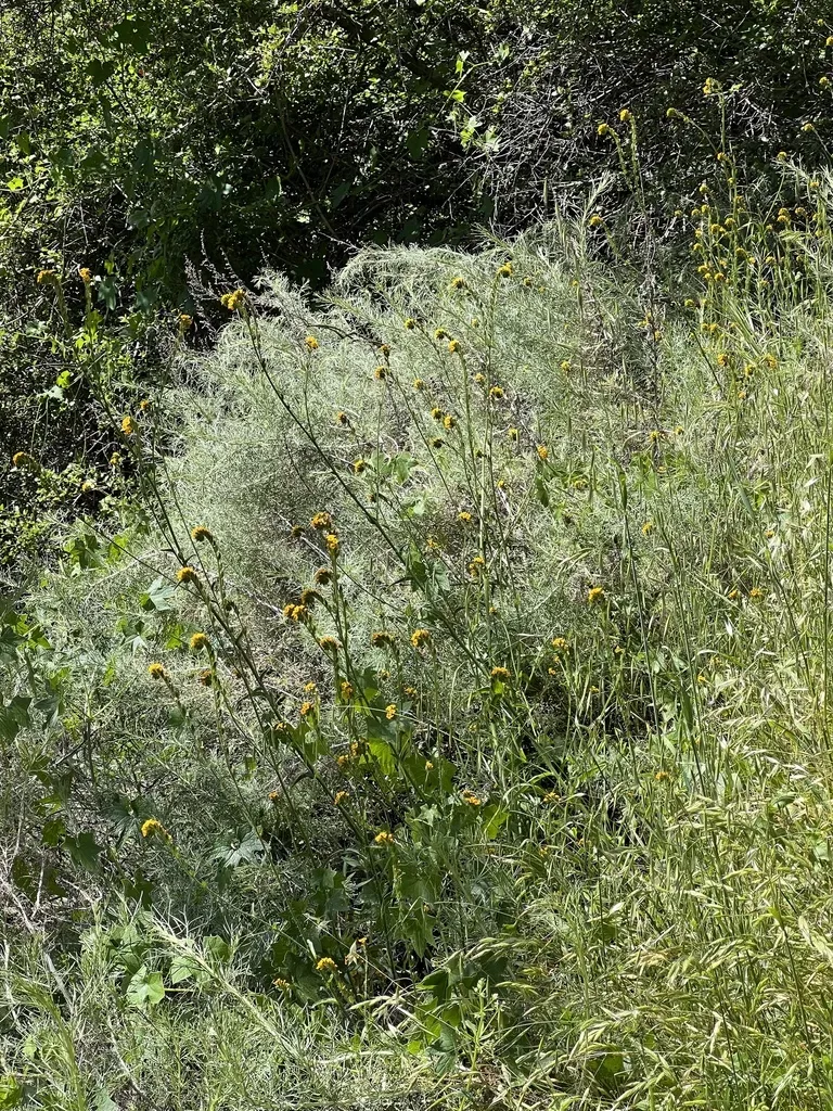 Bent-flowered Fiddleneck