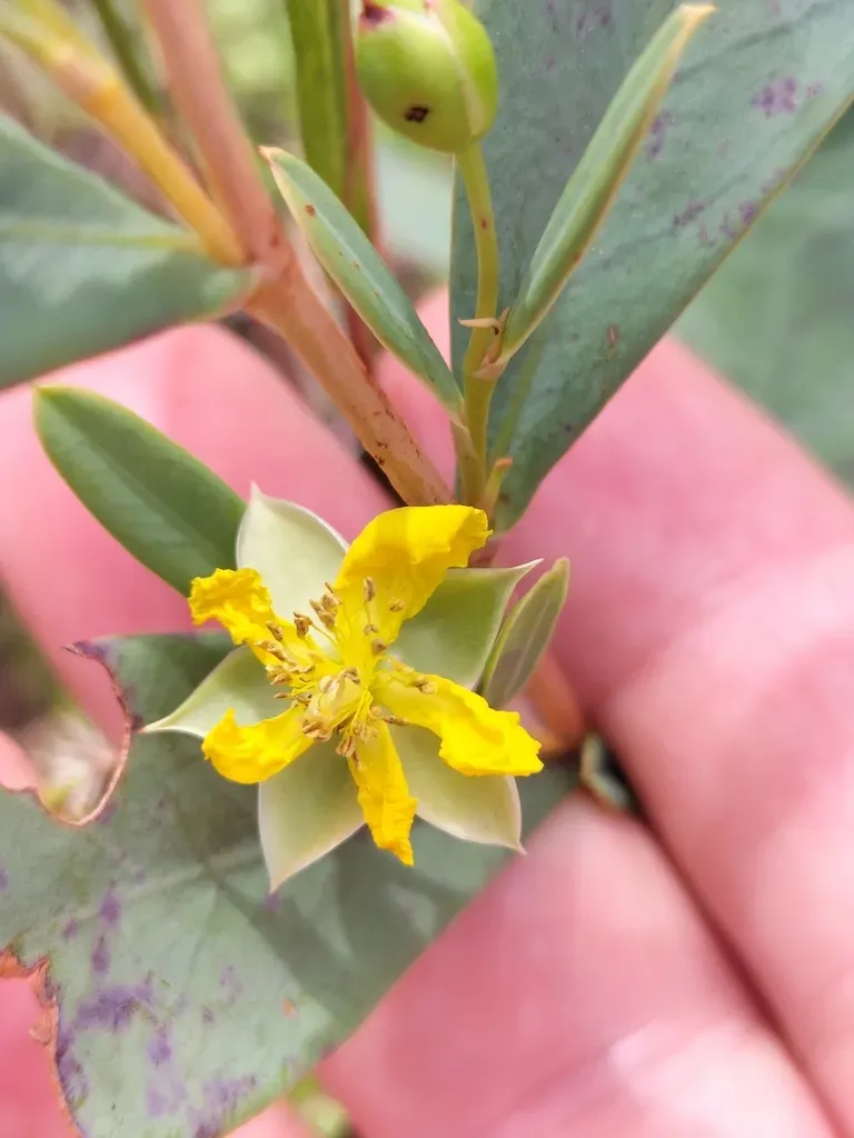 Hibbertia Longifolia