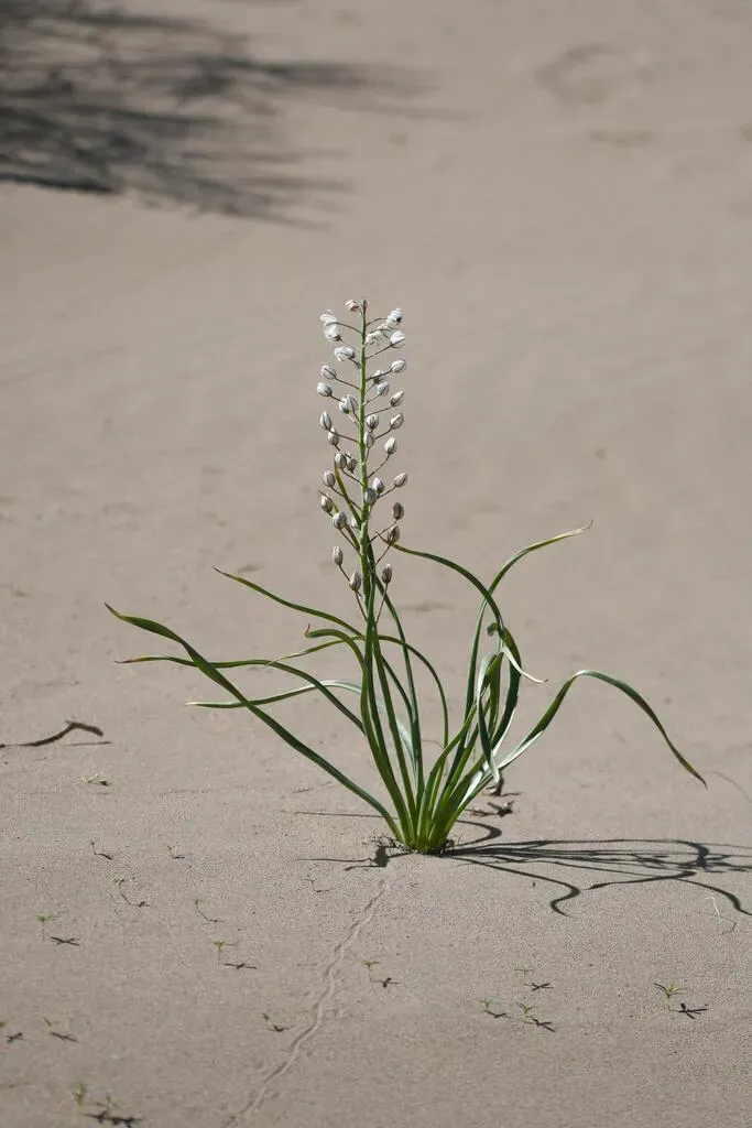 Eremurus Anisopterus