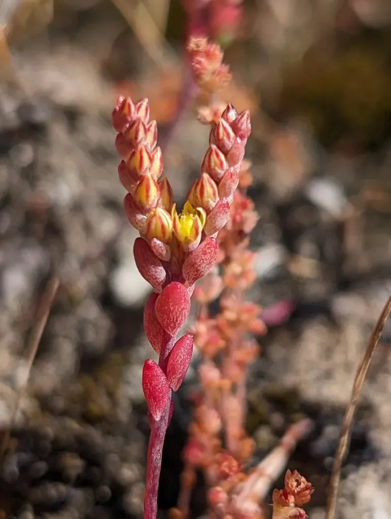 Mount Hamilton Mock Stonecrop