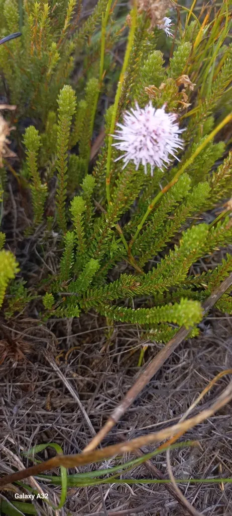 Erica-like Stilbe