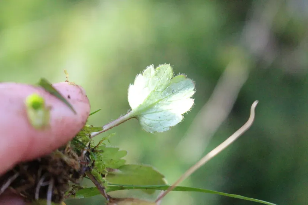 Ranunculus Foliosus