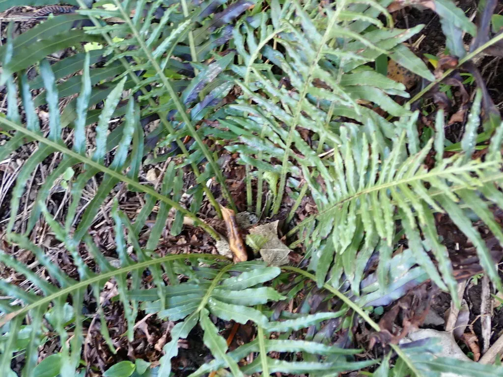 Dwarf Tree Fern