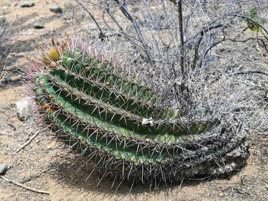 Curved Ferocactus