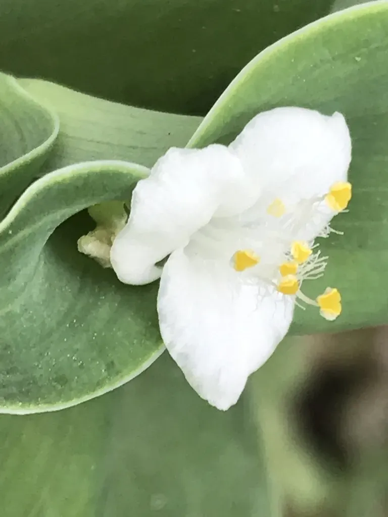 Trans-pecos Spiderwort