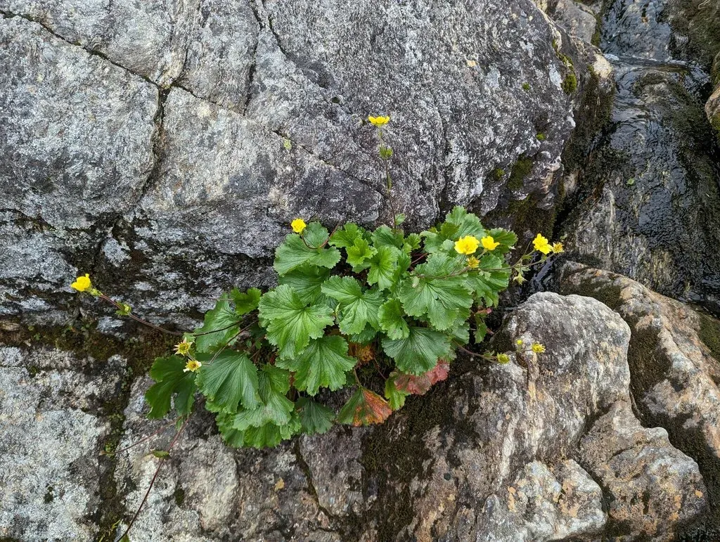 Mountain Avens