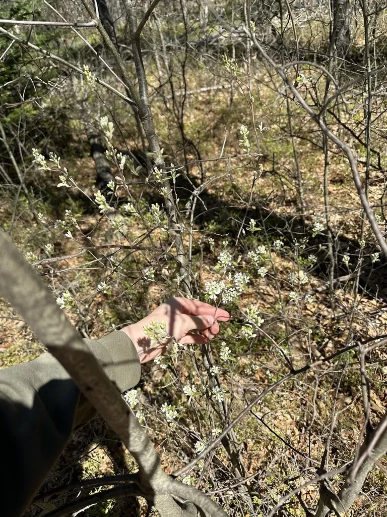 Running Serviceberry