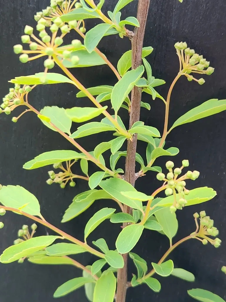 Bridal-wreath Spiraea